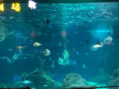 -锦艺城海洋馆