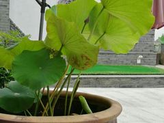 -龙湖东院农庄(乡间小路店)