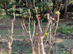 -中国科学院西双版纳热带植物园