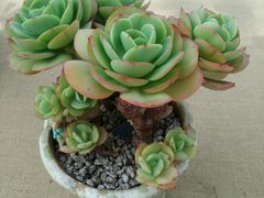 -上海鲜花港