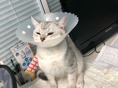 -瑞派·关忠动物医院·猫专科·犬专科(三环新城店)