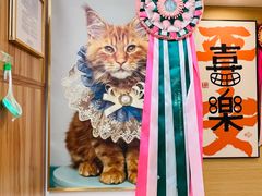 -猫十亿·布偶金渐层·曼基康矮脚猫舍(青年路店)