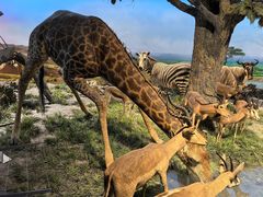 -国家自然博物馆