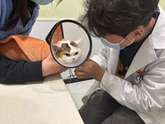 -艾吉宠物医院·疑难杂症转诊中心·猫友好(碧江路院)