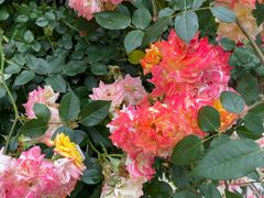 -武汉花鸟市场
