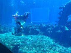 -海棠湾洲际-涛·海底餐厅·美人鱼·自助餐·海底隧道