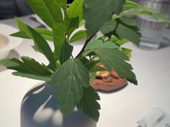 -春树下·树屋花房西餐厅(罍街AS1980店)