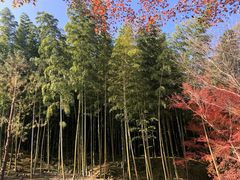 -天龙寺