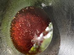 -胡氏农家小院柴火鸡