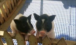 -萌宠亲子动物乐园(槐房万达店)