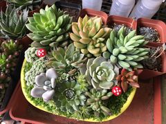 -中环花鸟鱼虫市场