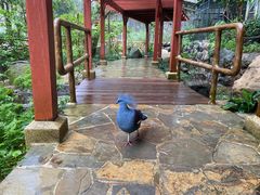 -新加坡飞禽公园
