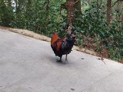 -苍山感通索道