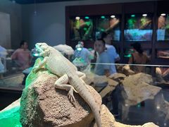 -帕帕拉兹宠物(亚洲旗舰店)