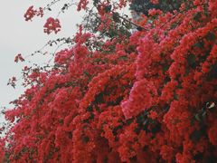-中国科学院华南植物园