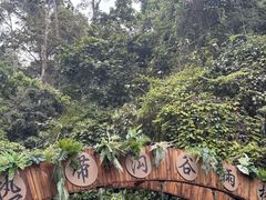 -西双版纳原始森林公园
