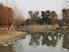 -九科绿洲
