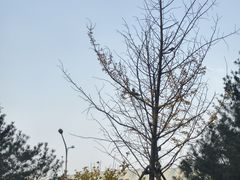-老福耶小草帽石锅鱼(奥体店)