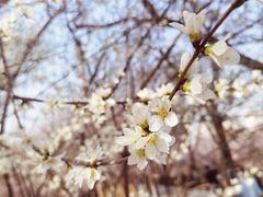 -桃花堤公园
