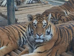 -栾川竹海野生动物园