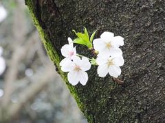 -武汉大学-樱园
