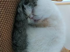 -喵园·猫主题咖啡厅·撸猫·猫咖(国贸店)