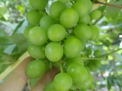 -白云山风景名胜区