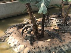 -石家庄市动物园