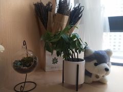 -Husky Go! 哈士奇体验馆·宠物咖啡厅狗咖