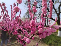 -永定河休闲森林公园