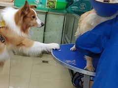 -瑞派动物医院·猫专科·至诚(江南中分院)