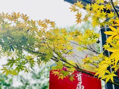 -东平国家森林公园