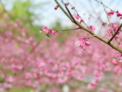 -重庆彩云湖湿地公园