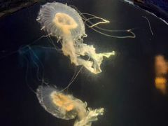 -太平洋海底世界