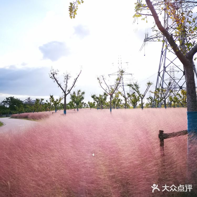 粉黛乱子草