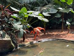 -海南热带野生动植物园