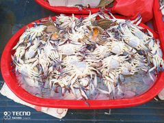 -芦潮港集贸市场