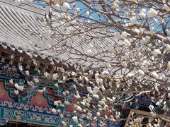 -护国法轮寺