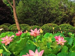 -莲花池公园