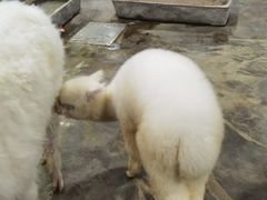 -上海大自然野生昆虫馆(东方明珠·爬宠昆虫探索中心)