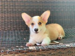 -翊宠yipet猫狗购宠庄园犬舍•猫舍