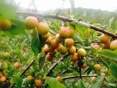 -镜泊小镇(东长安街店)