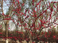 -永定河休闲森林公园