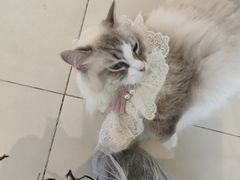 -怪兽屋·羊驼·猫咖·狗咖(俊华广场店)