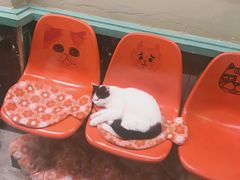 -猫咪博物馆(顶澳仔猫街店)