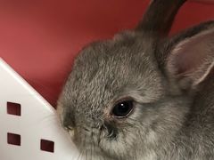 -爱诺耐芙动物医院(万博店)