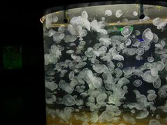 -绿色星球动物主题公园