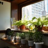 面朝「古巴大使馆」吃着「古巴三明治」