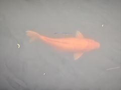 -西湖游船