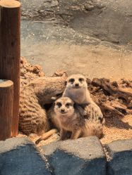 -Zoolung Zoolung动物主题公园(海信广场店)